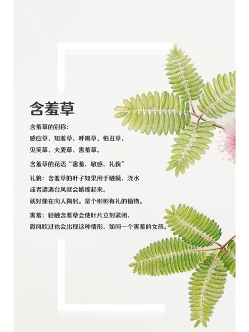 孤狼影院的相关介绍